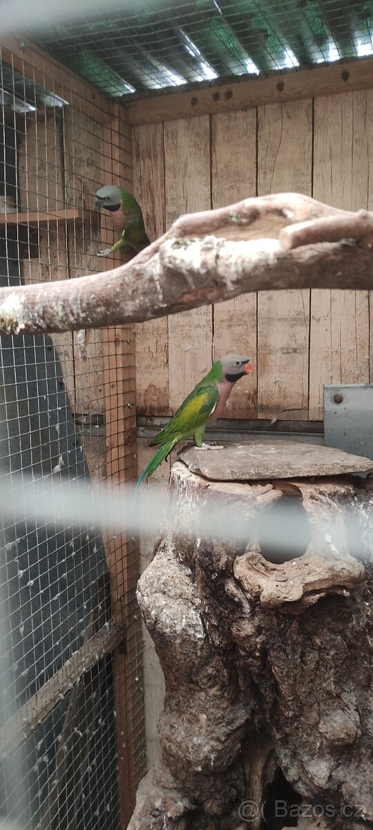 Alexandr růžový vousatý - 2