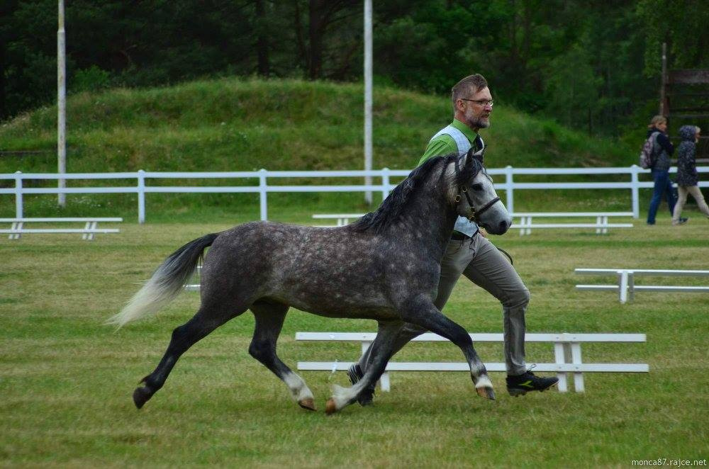 Welsh mountain pony, sekce A - 2