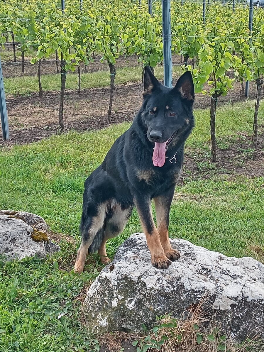 Německý ovčák - krycí pes - 2