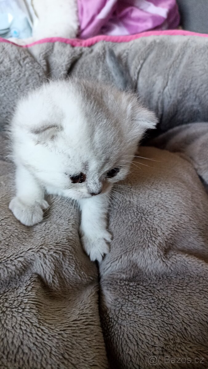 Britská whiskas a stříbřitá koťátka s PP - 2