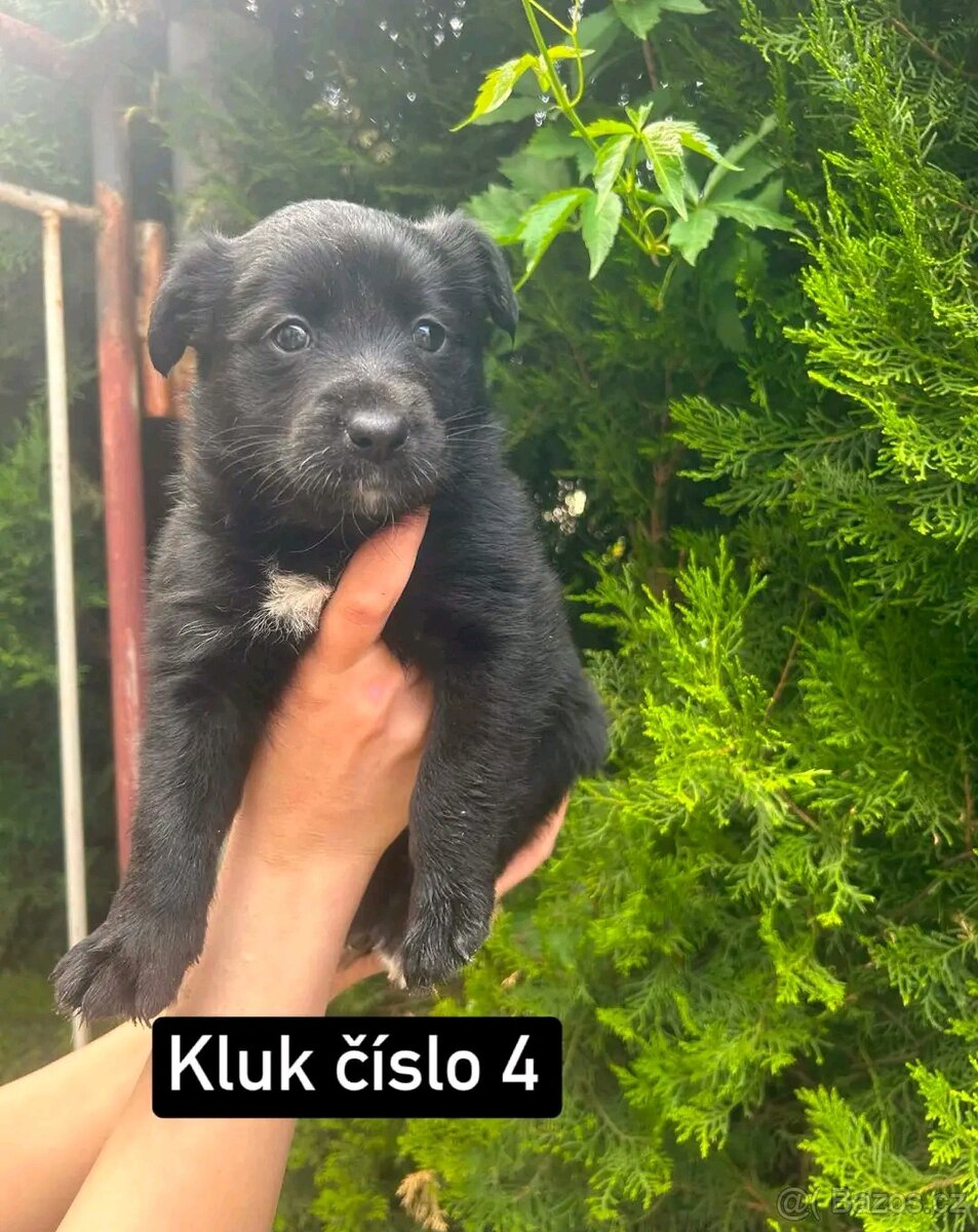 Border Kolie - 2