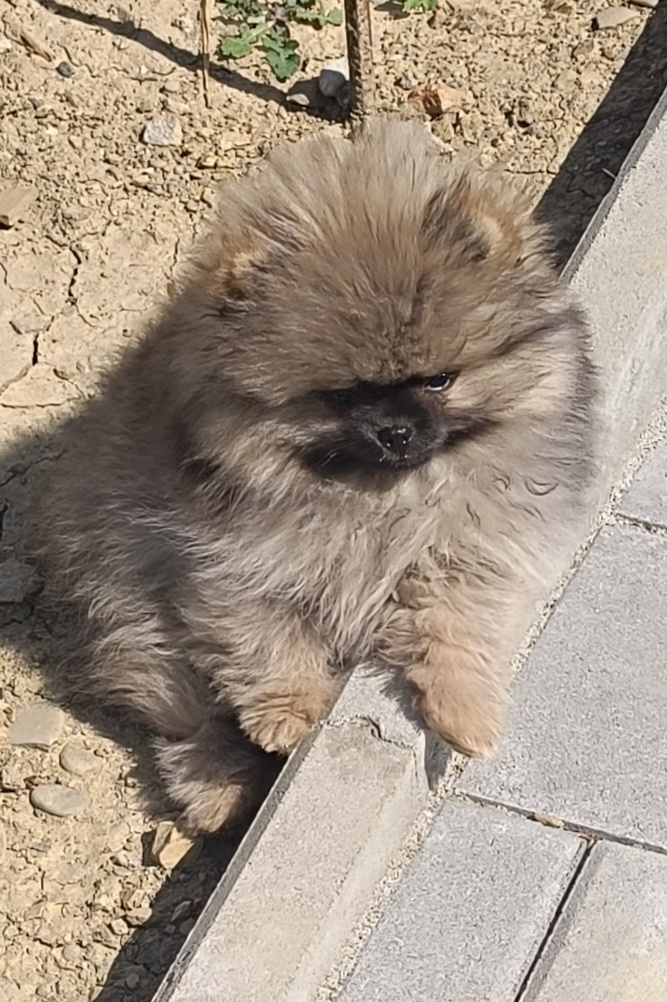 Pomeranian - 2