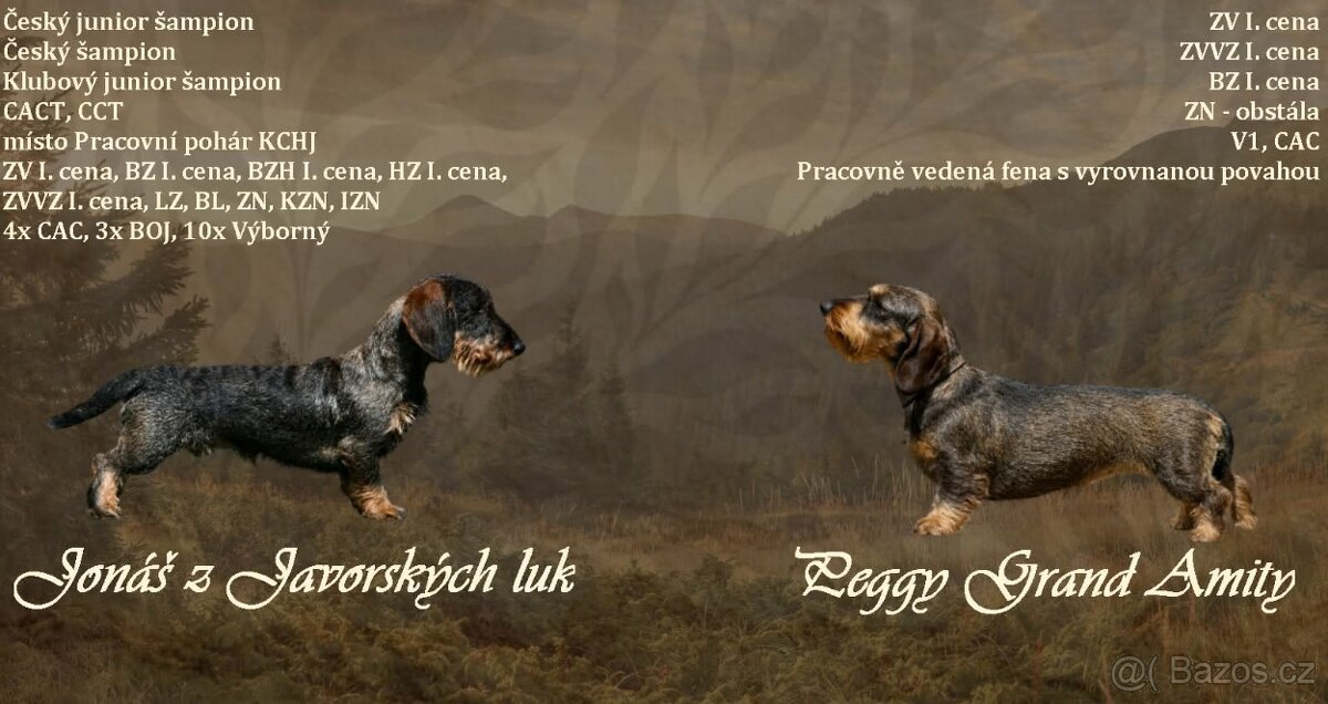 Nabídka štěňat 🐕 - 2