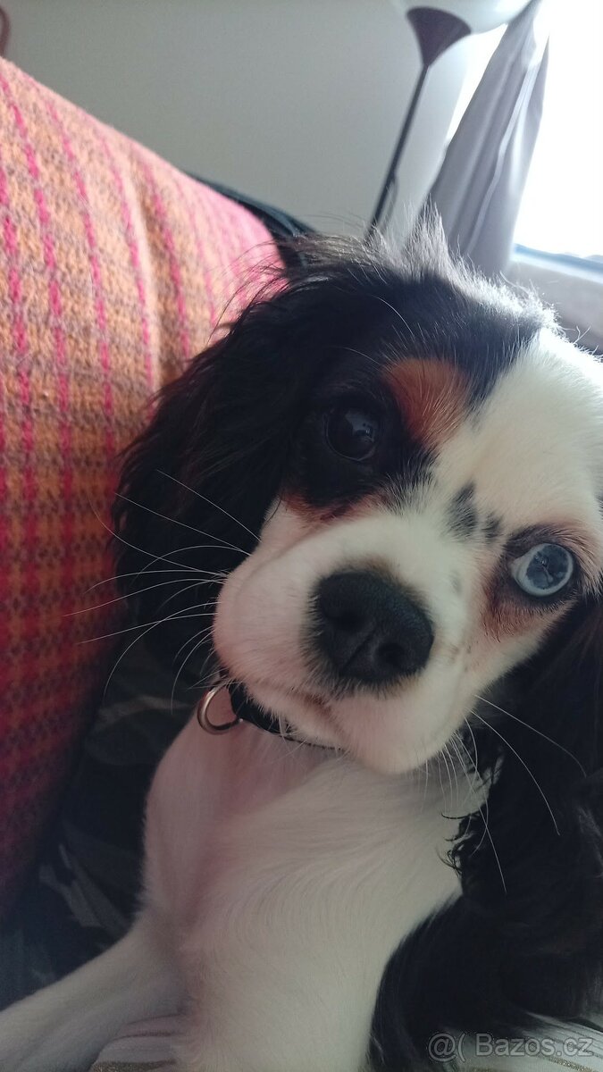 Kavalír King Charles Španěl - 2
