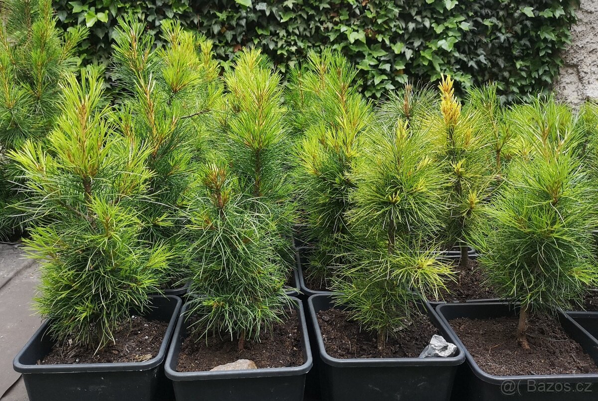 Borovice sibiřská - Cedr sibiřský - sazenice - 2