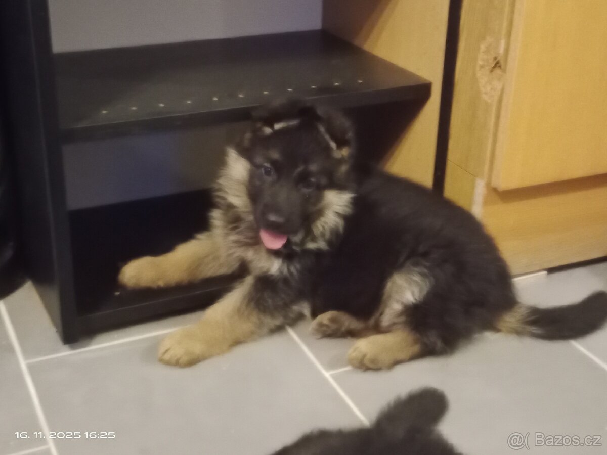 Německý ovčák štěňata - 2