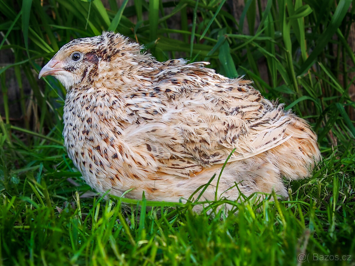 Italský Gigant křepelka - Vejce do líhně - 2