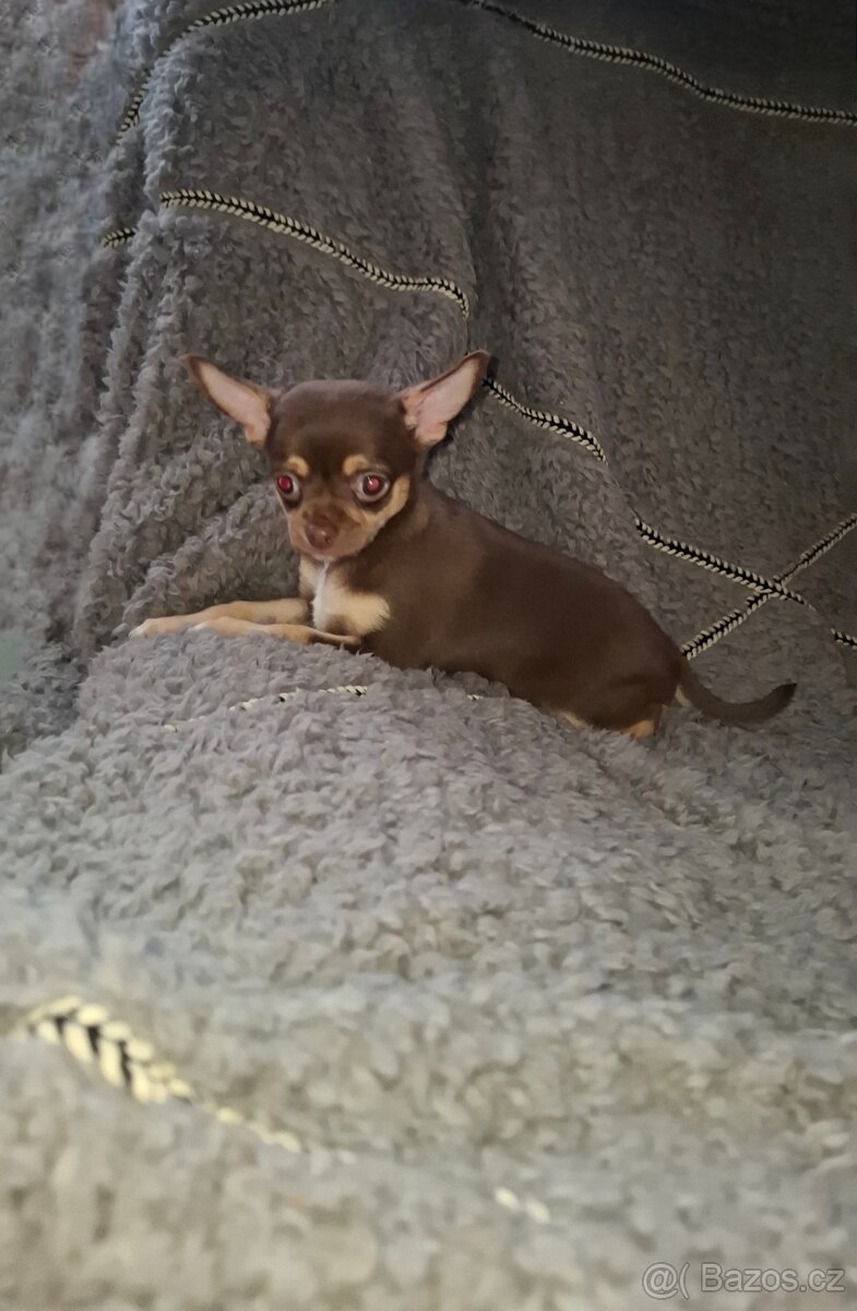 čivava šteniatka - 2