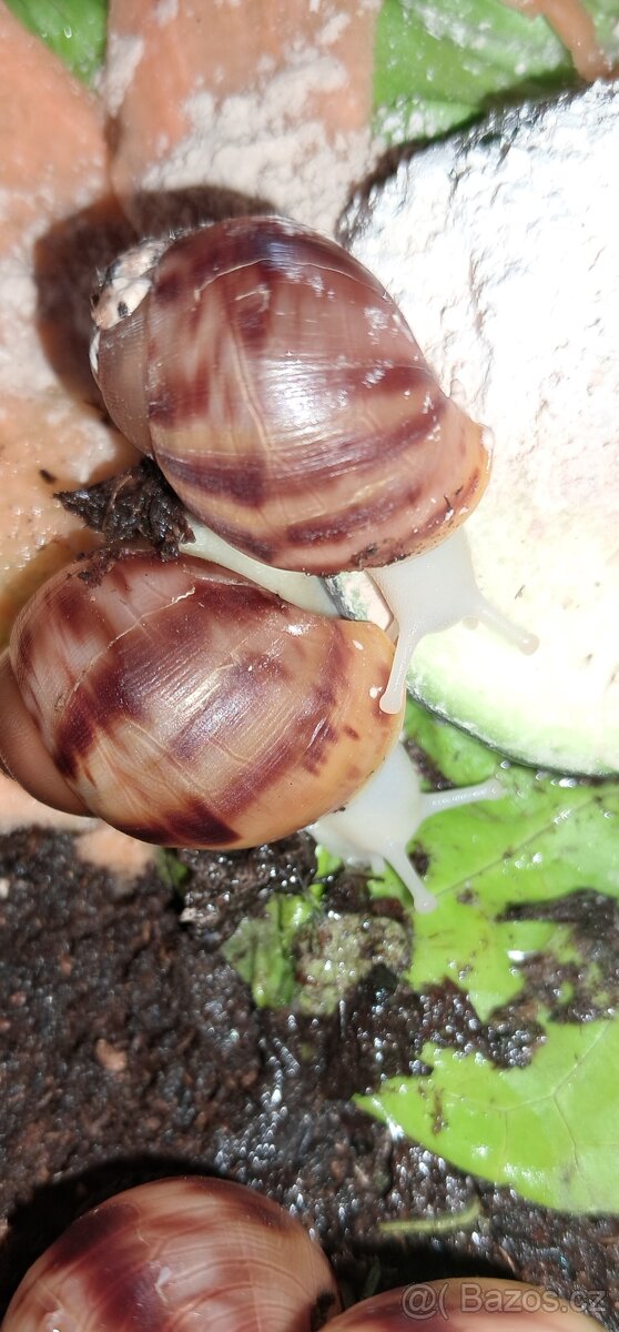 Africký šnek Archachatina marginata ovum Nigeria albino body - 2