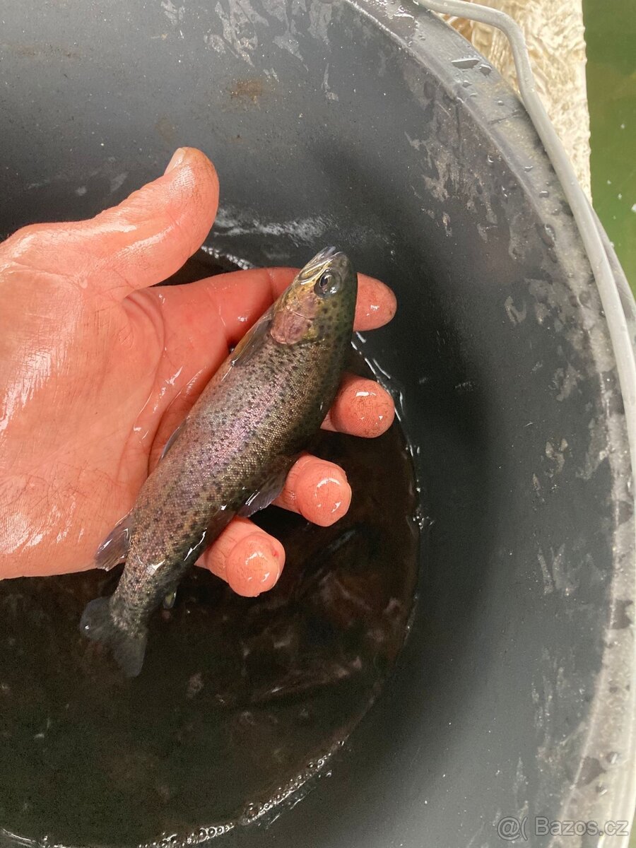 Pstruh násada - duhovy a potocni - 2