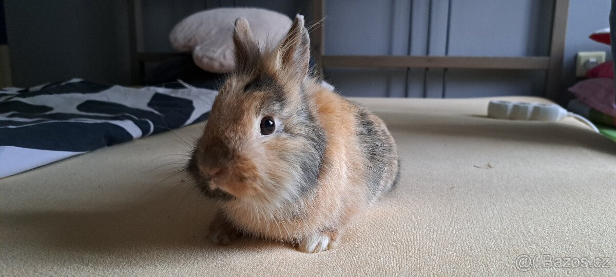 Daruji zakrslé králíky - 2
