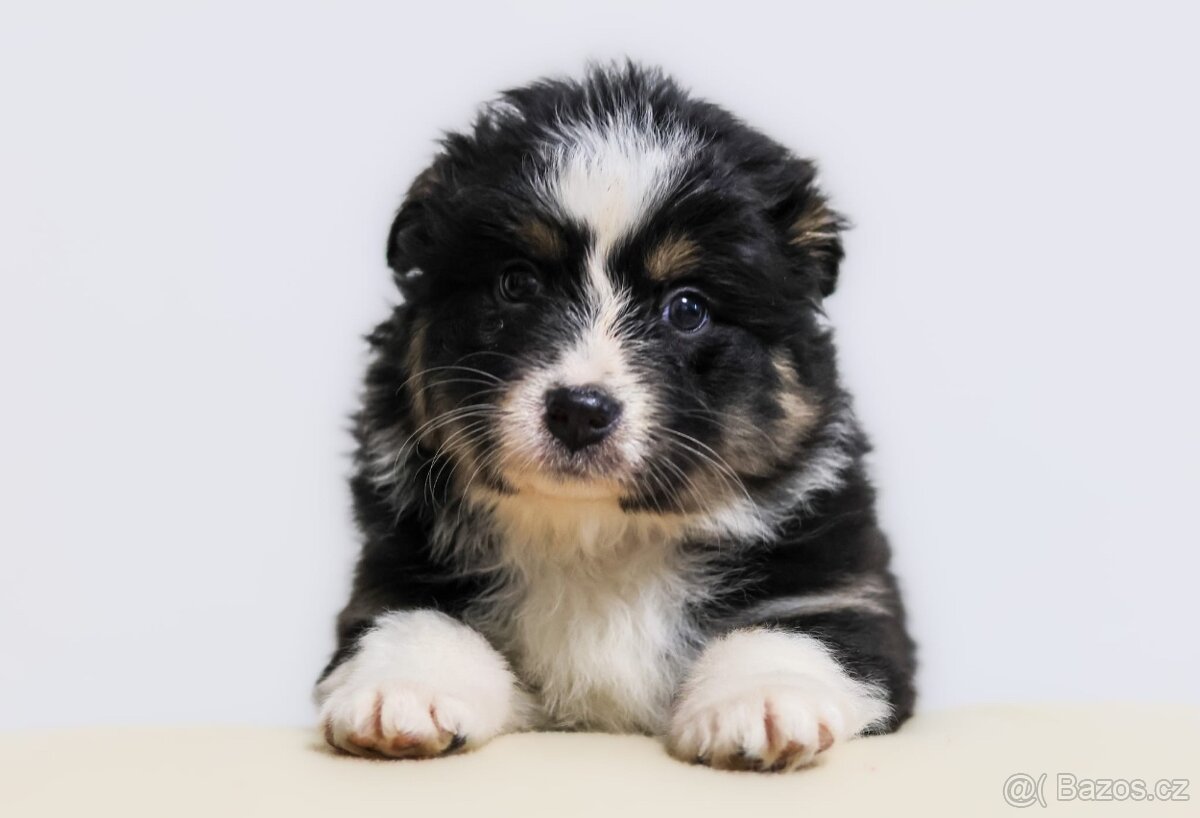 Australský ovčák - 2