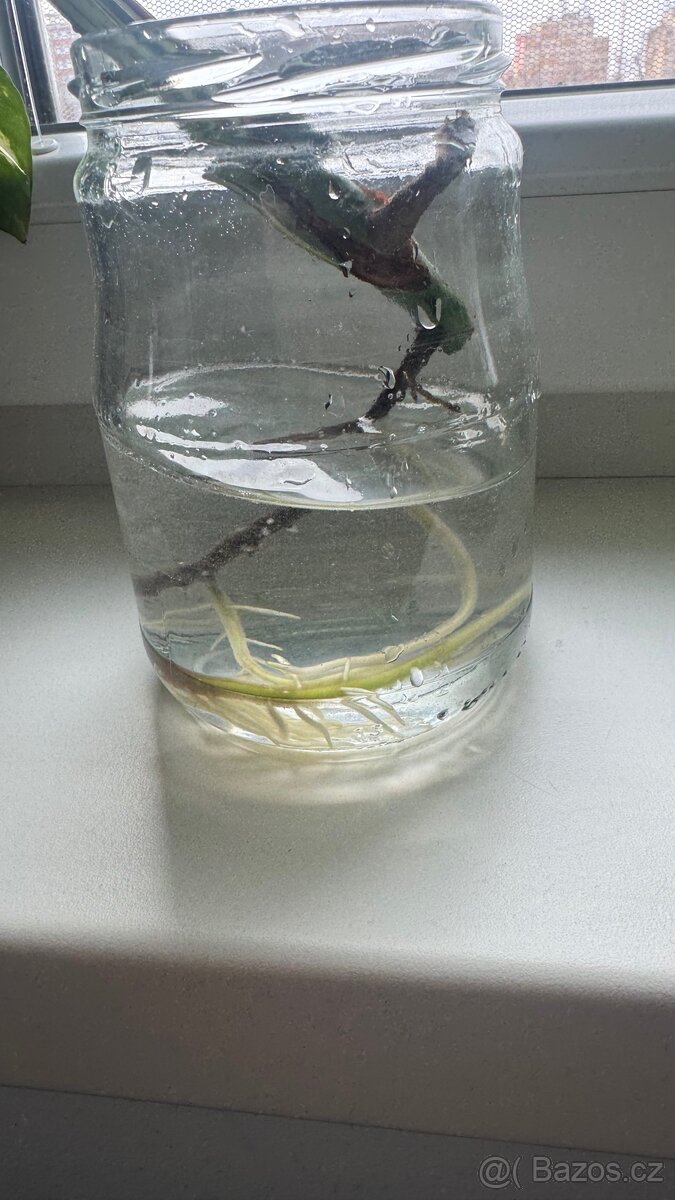 Prodám řez Monstera deliciosa 'Albo Variegata - 2