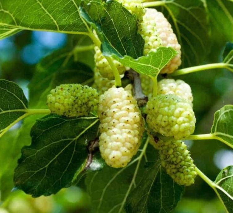 Moruše černá a bílá - 2