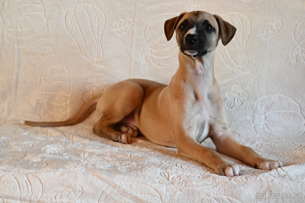 Vipet Whippet pejsek - 2