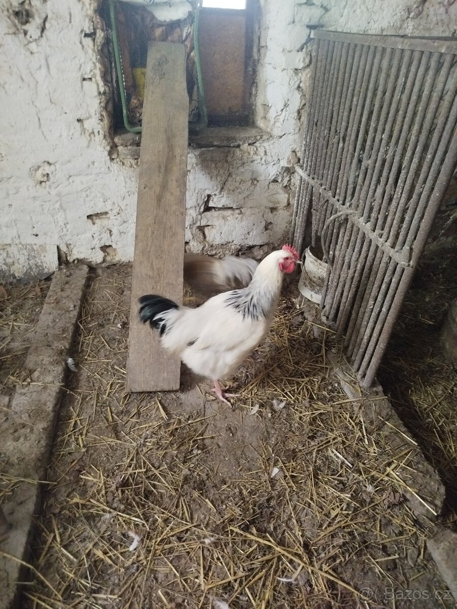 Prodám nasadova vajička - 2