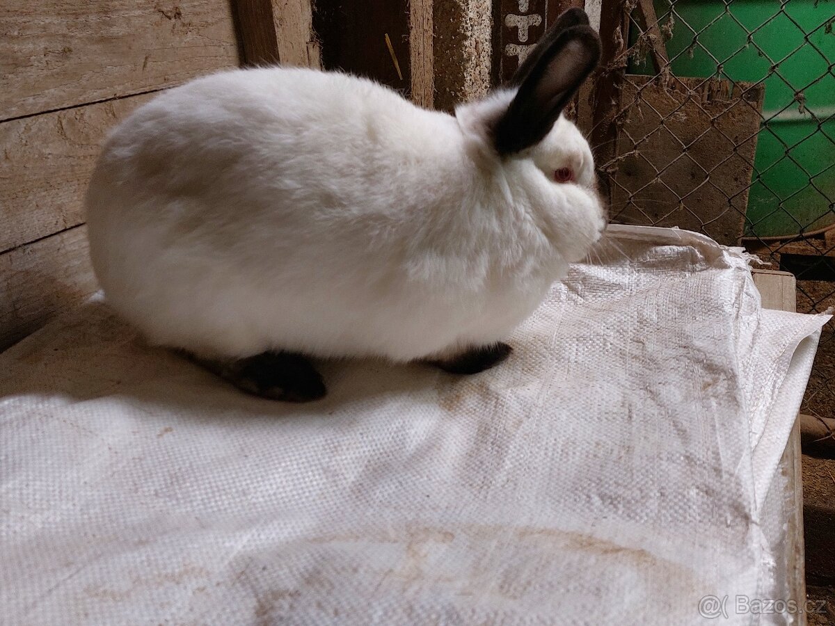 Kalifornský černý - 2