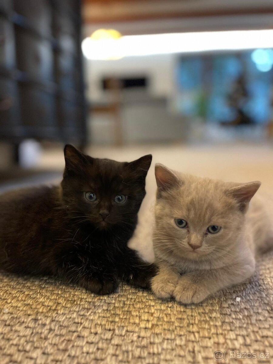 Nabízíme nádherného koťátka – kluka - 2