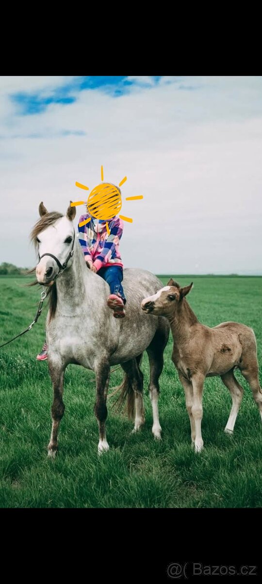 Welsh pony kobylka - 2