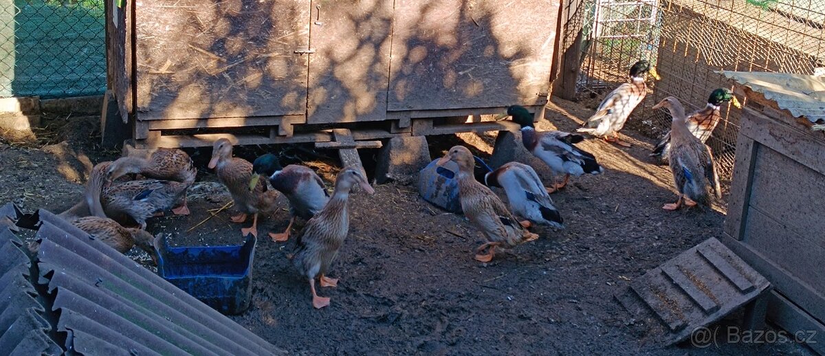 Indický běžec - 2