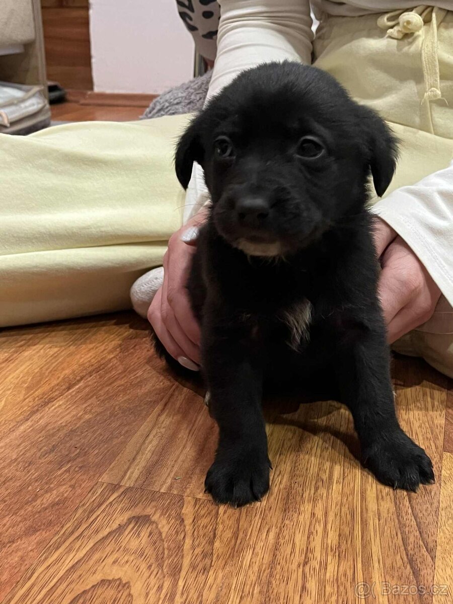 Štěňátka - Border Kolie x Labrador - 2