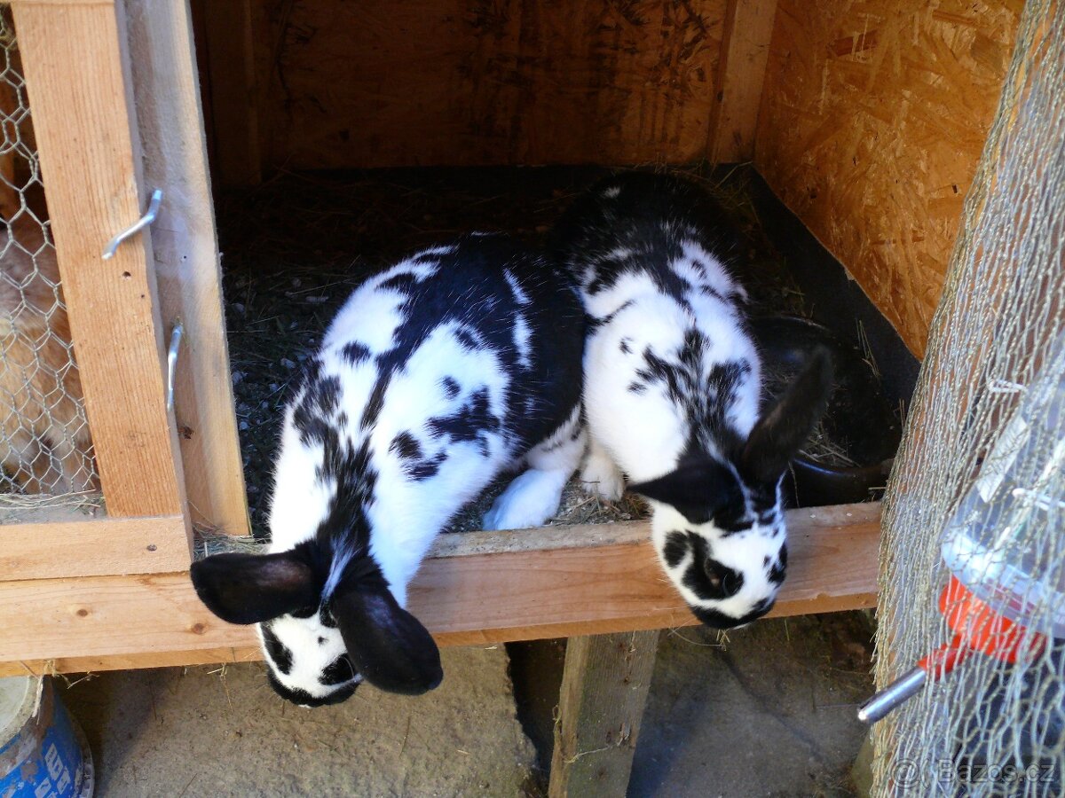 Prodám křížence králíků - 2