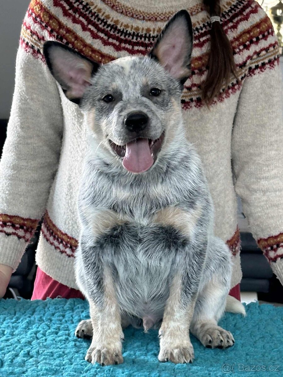 Australský honácký pes - s PP - 2