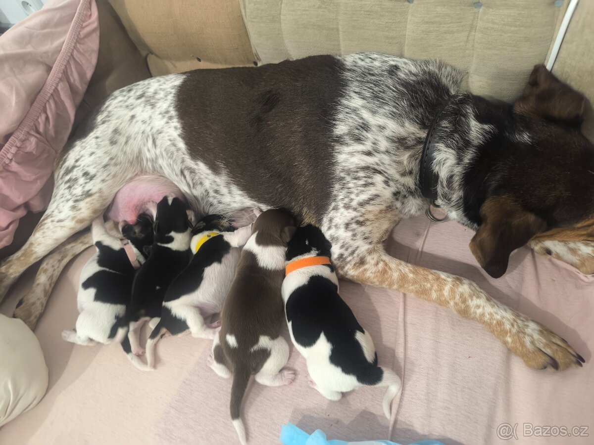 Štěňata Českého strakatého psa - 2