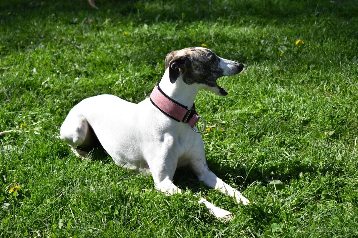 Whippet - 2