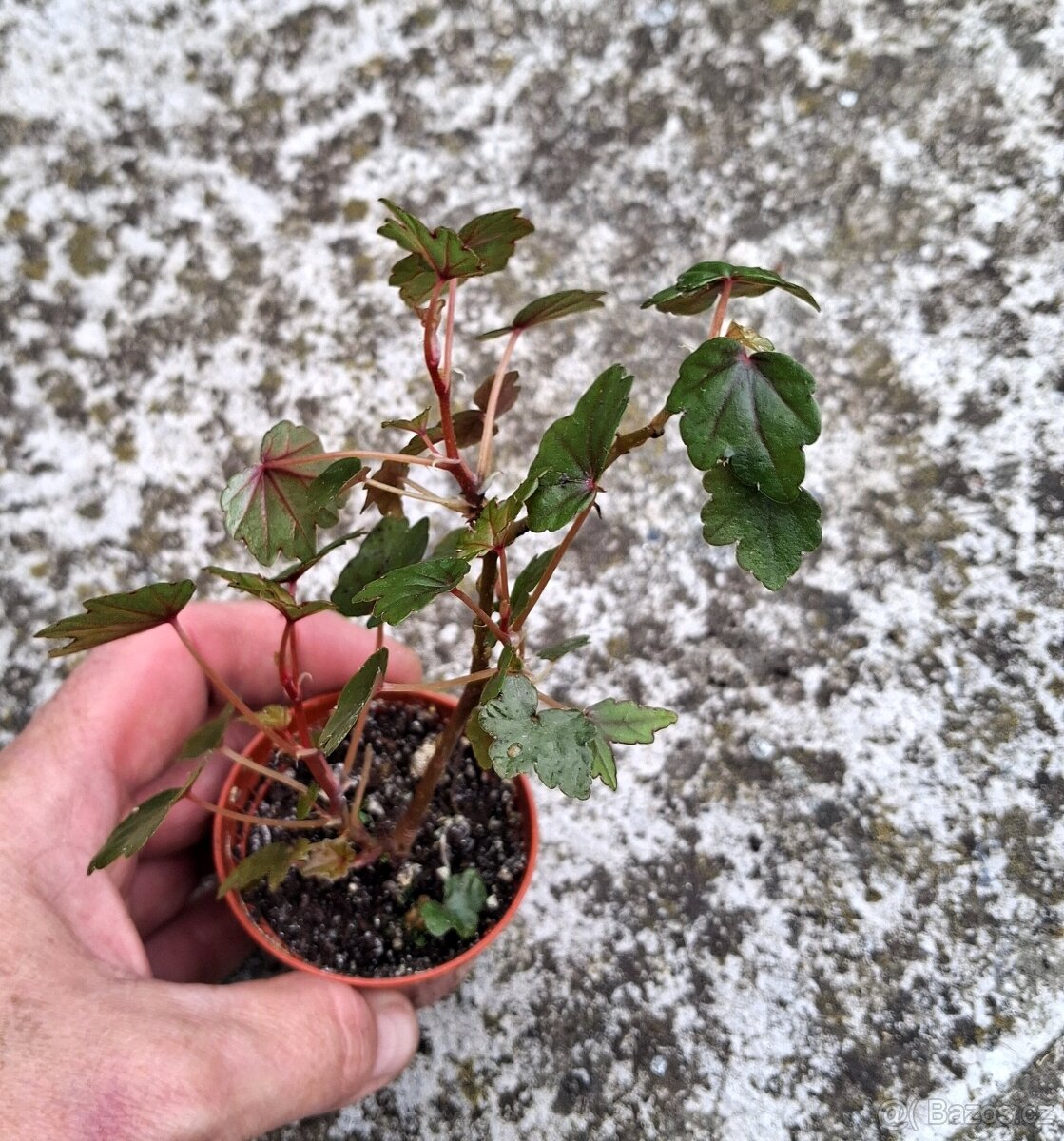 Begonie Richardiana - 2