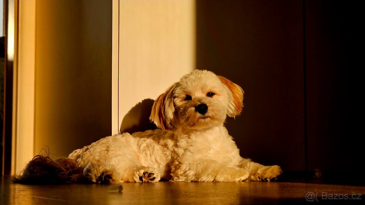 Prodám Havanský psík s PP - štěně 2 roky - 2