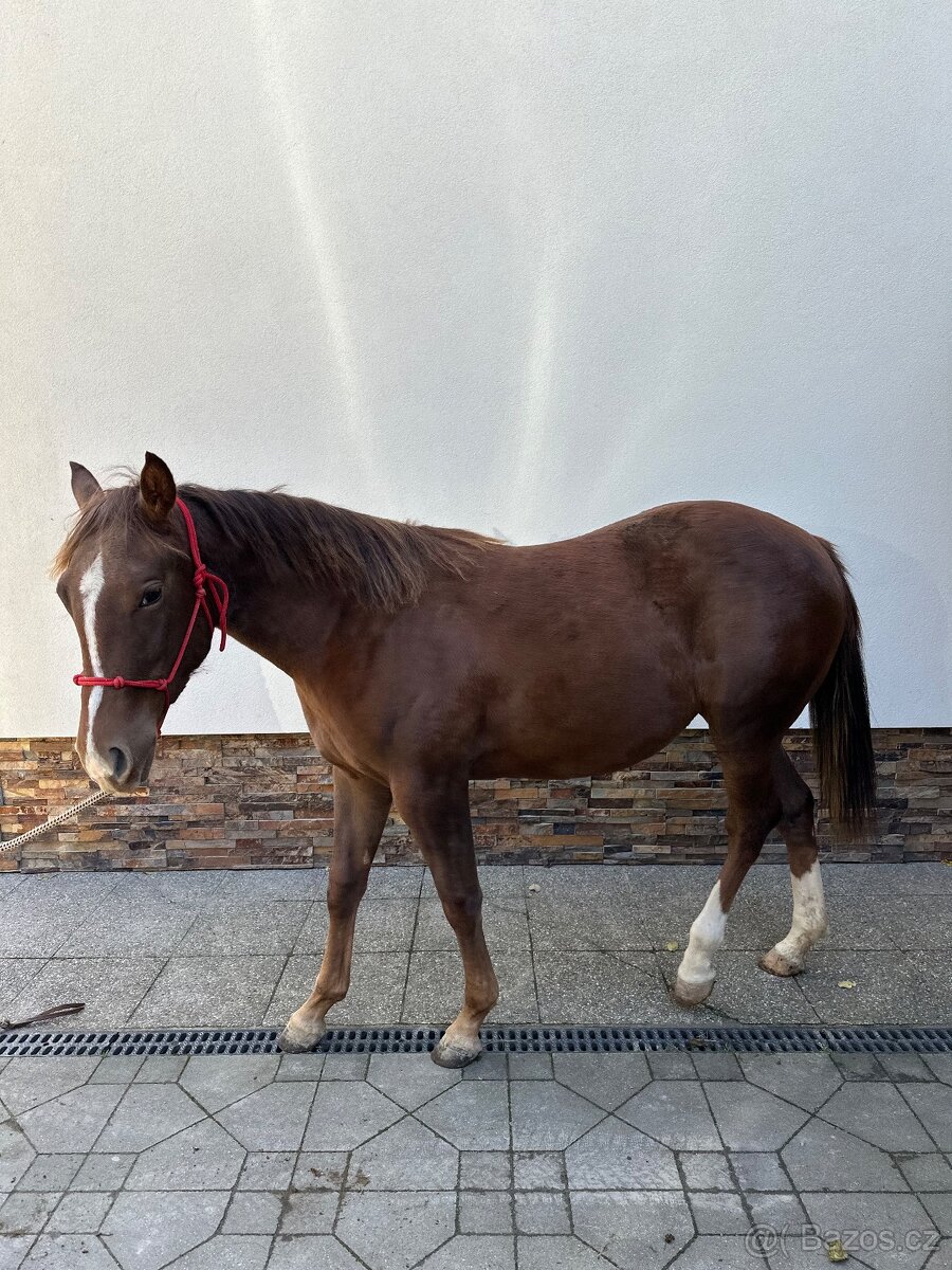 APH kobyla - 2