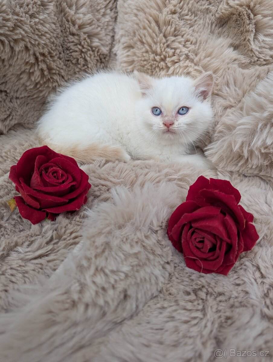 Britská koťata - 2