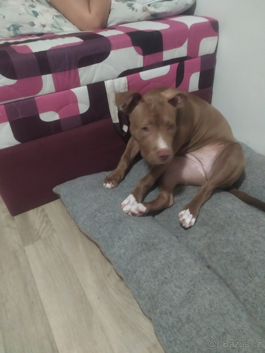 American Buly standard štěně - 2