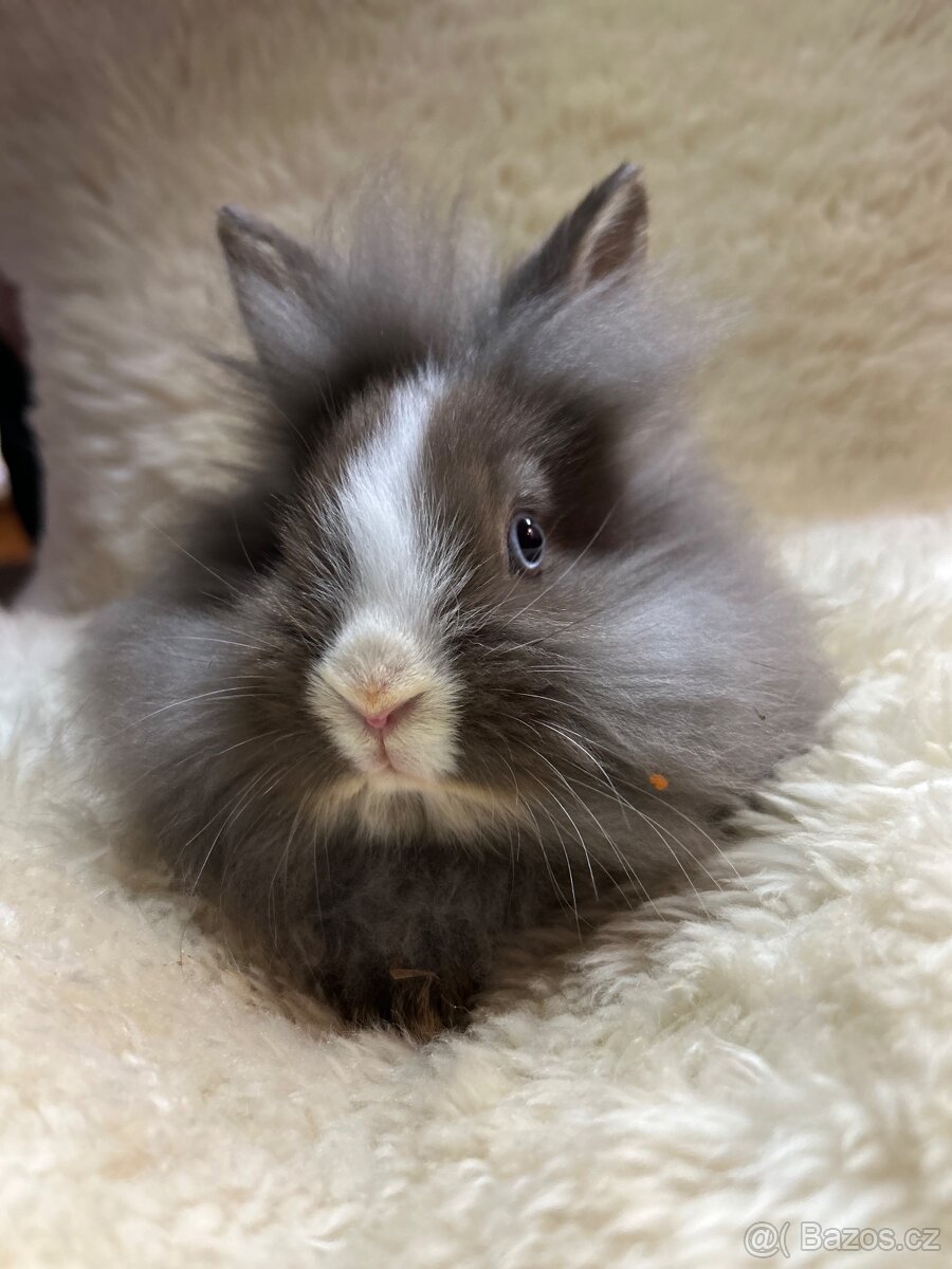 Prodám králíčky - 2