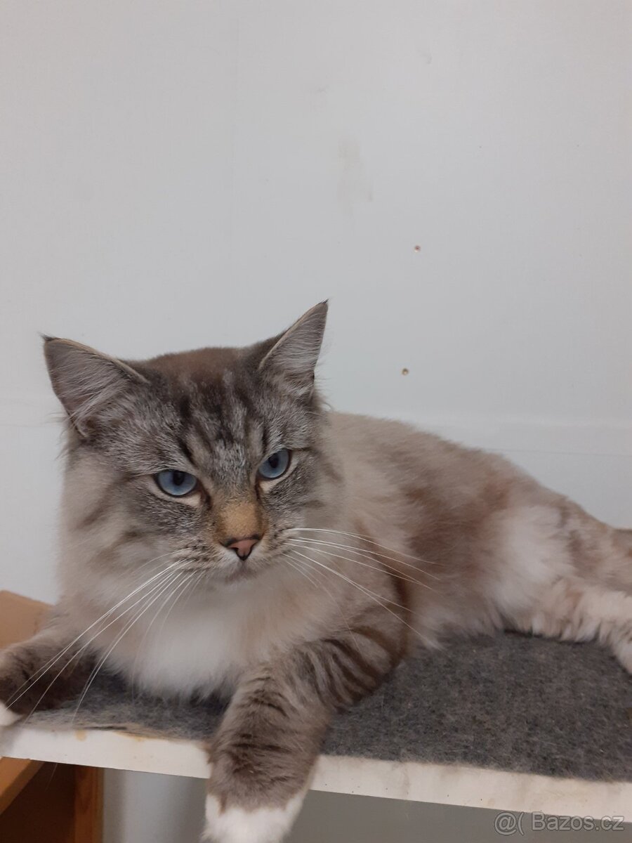 Kocour Ragdoll ke krytí - 2