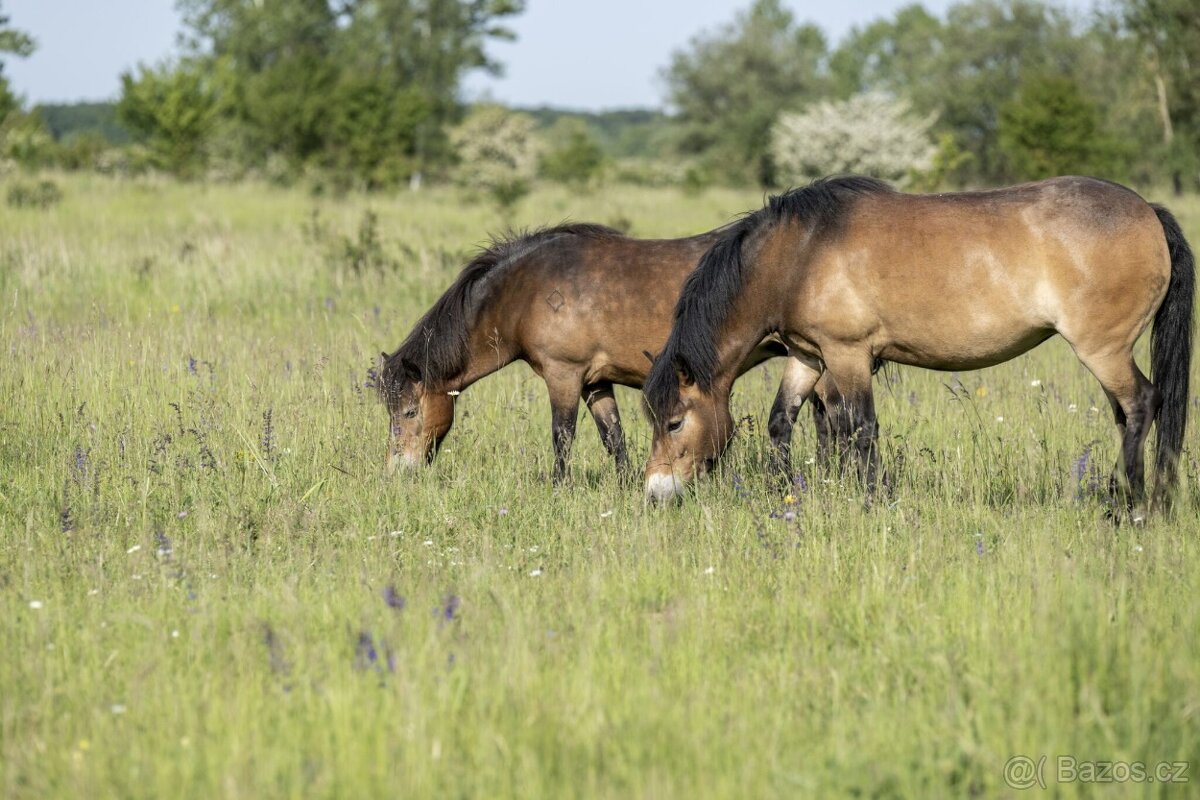 Hledáme louku pole pastviny - 2