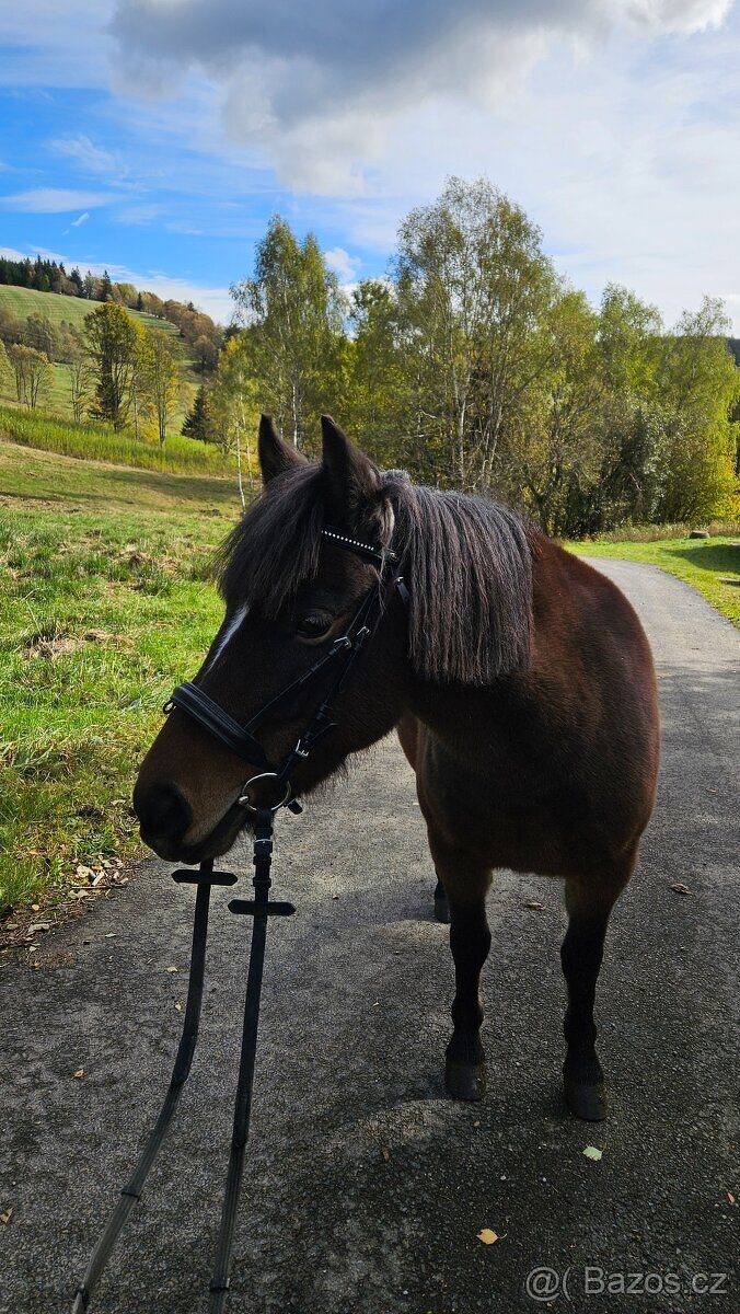 Pronájem pony s odvozem - 2