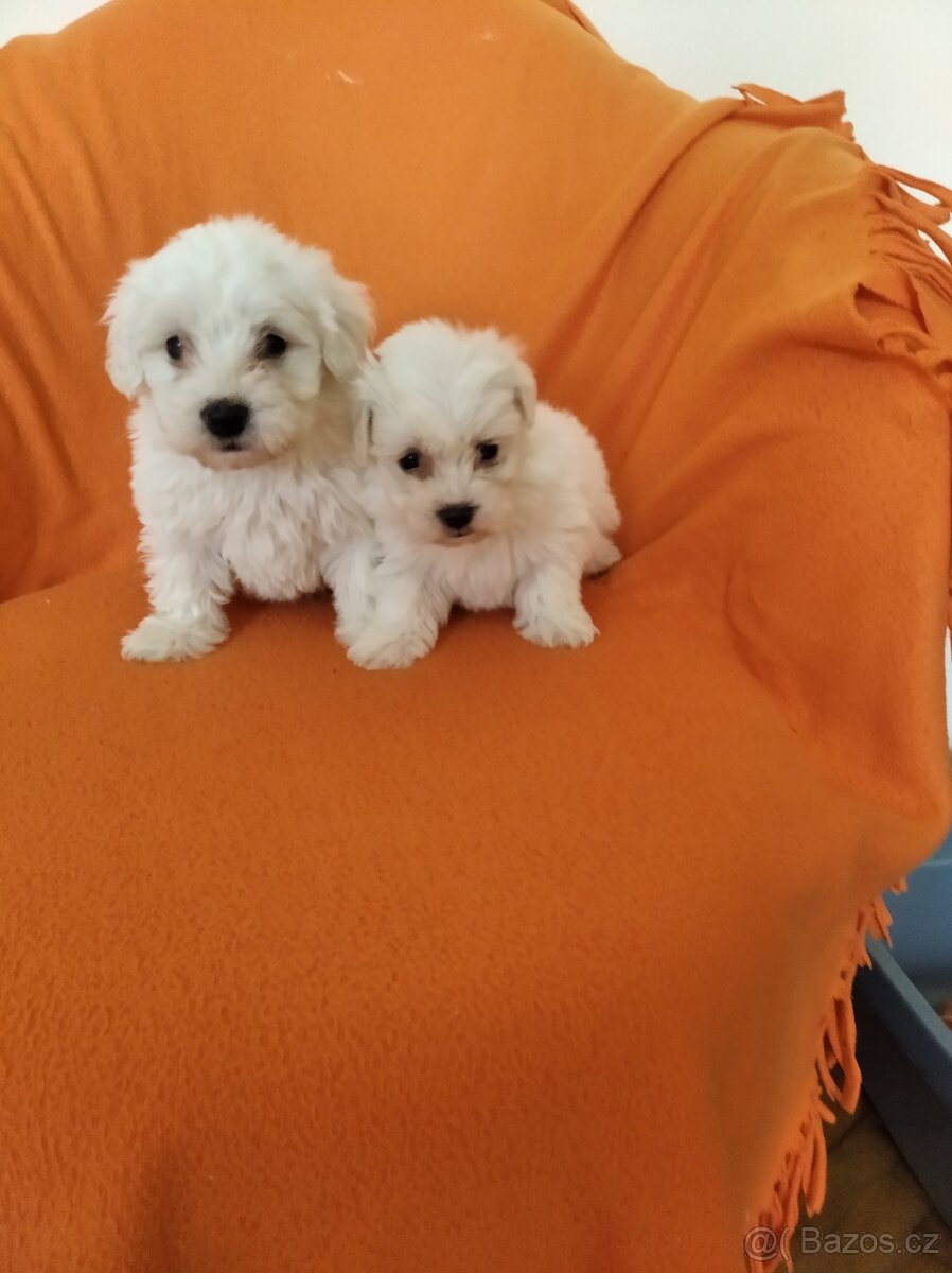 Maltezský psík - 2