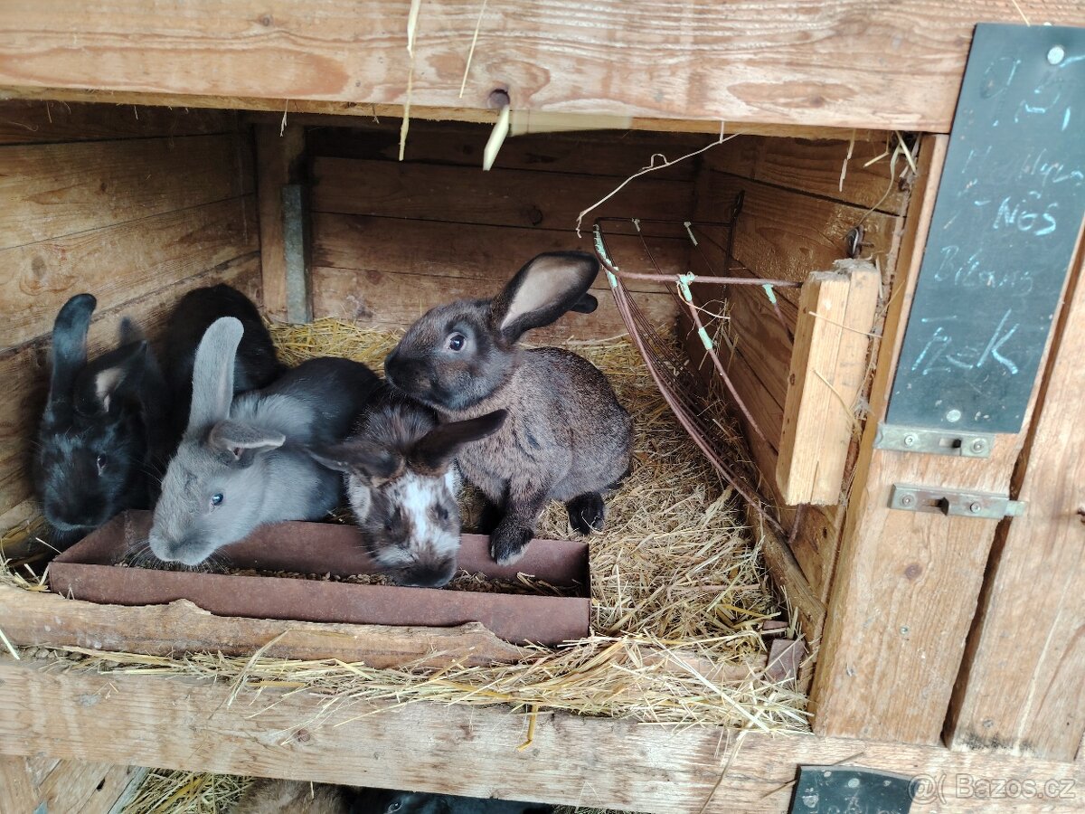 Králíci - 2
