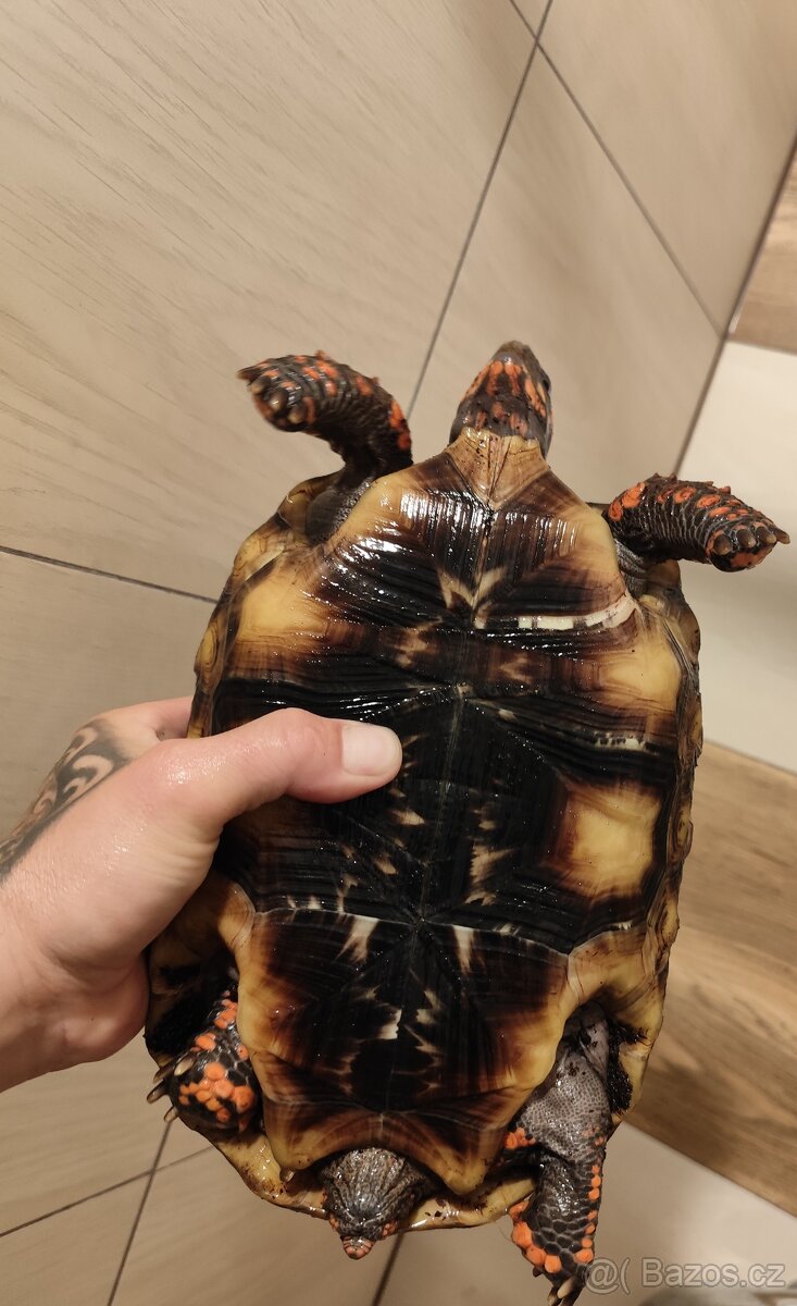 🐢 Prodám želvu uhlířskou – do dobrých rukou - 2