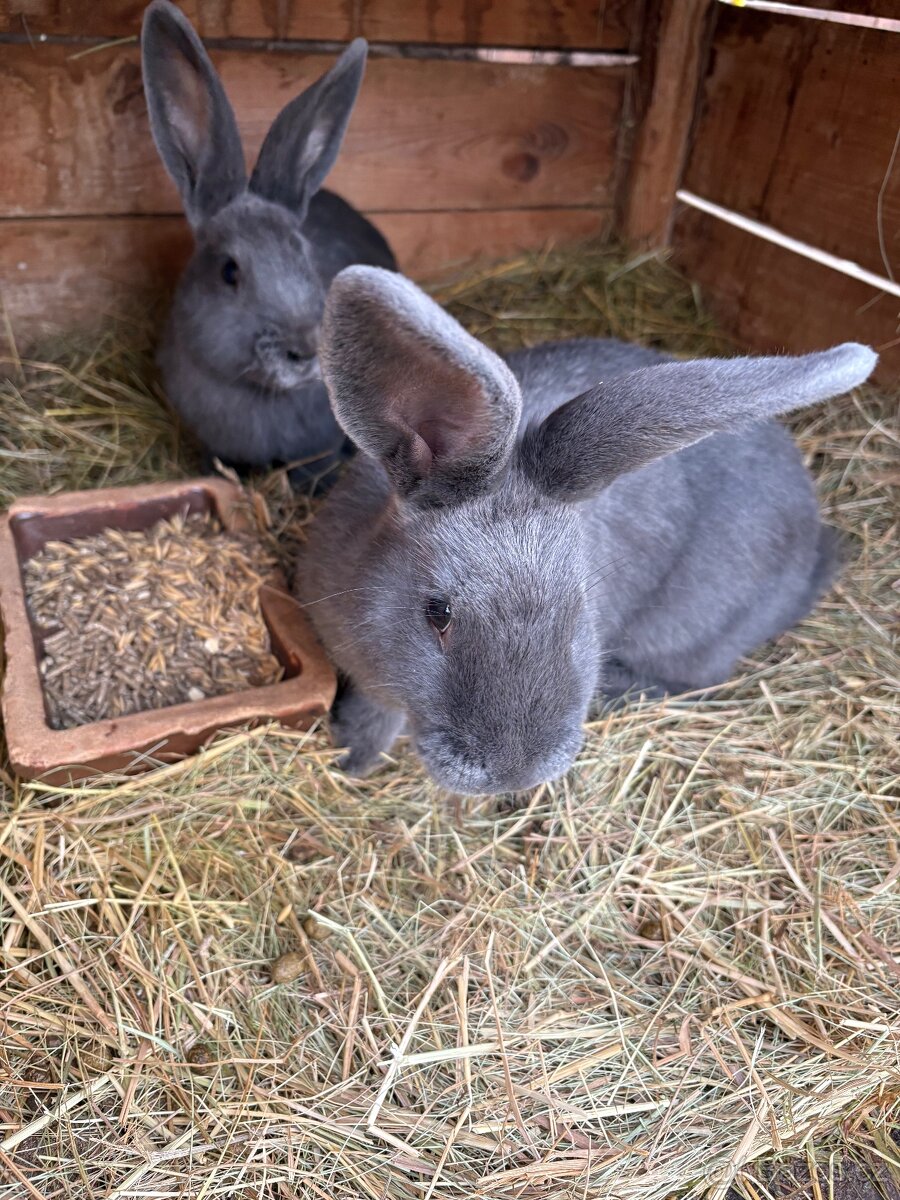 Prodám svůj hobby chov - 2