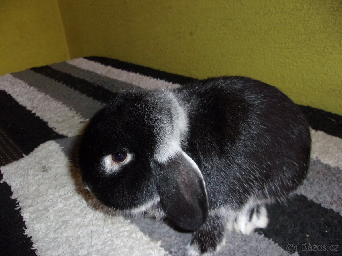 Zakrslý beran bílopesíkatý černý - 2