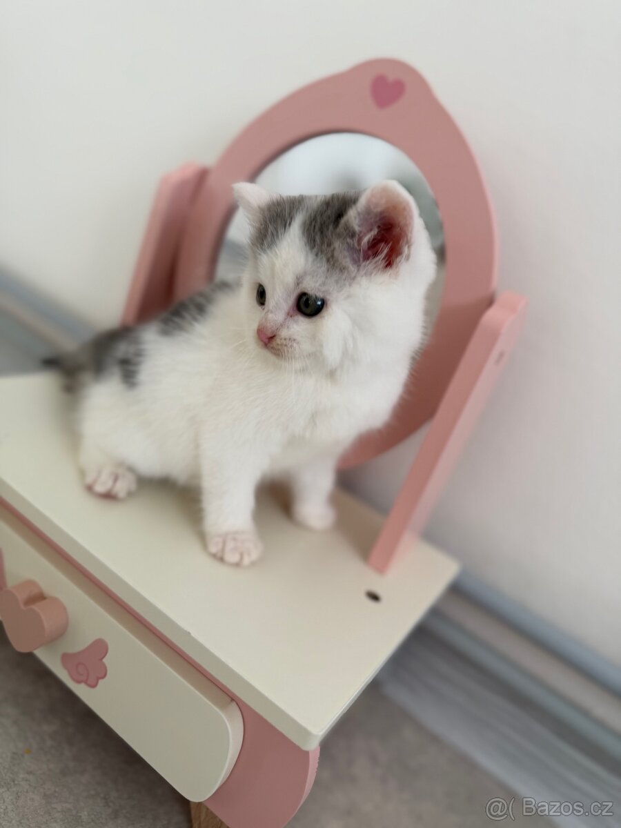 Mainská mývalí - 2