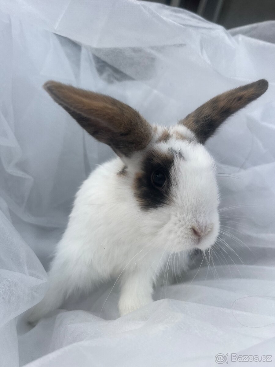 🐰 Rozkošní zakrslí beránci – holky & kluci, 9 týdnů 🐰 - 2