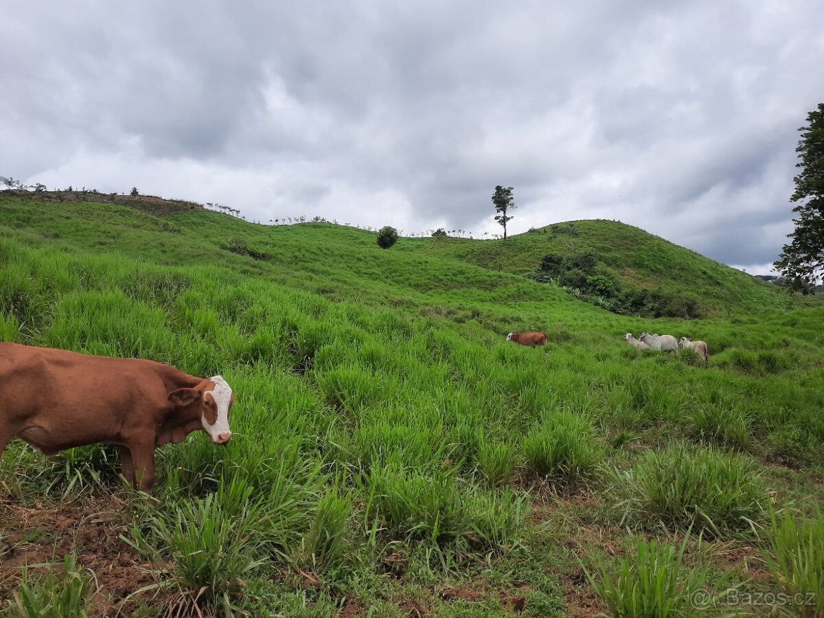 Farma Kostarika Guayacará 152 Ha - 2
