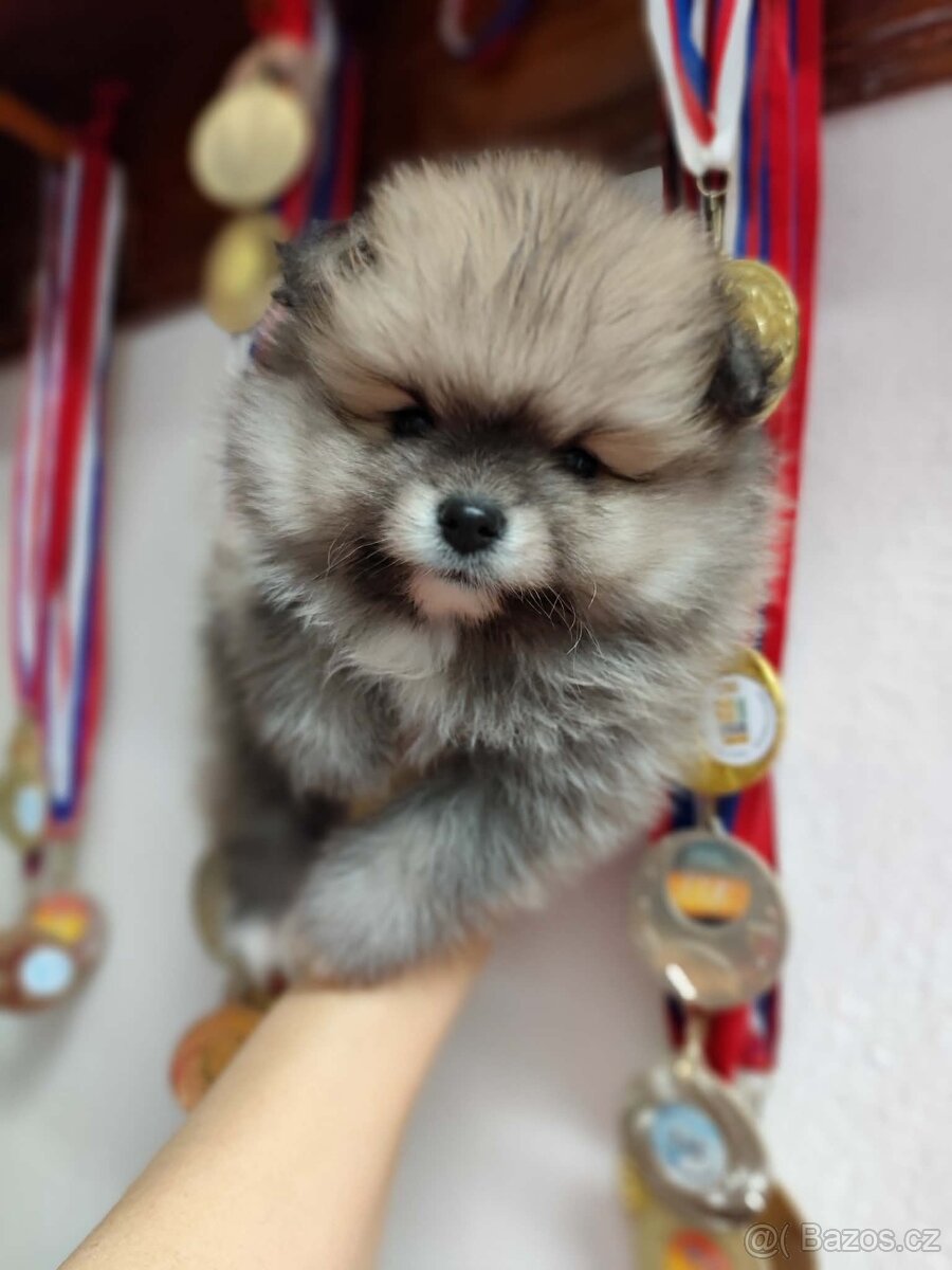 Pomeranian s PP - 2