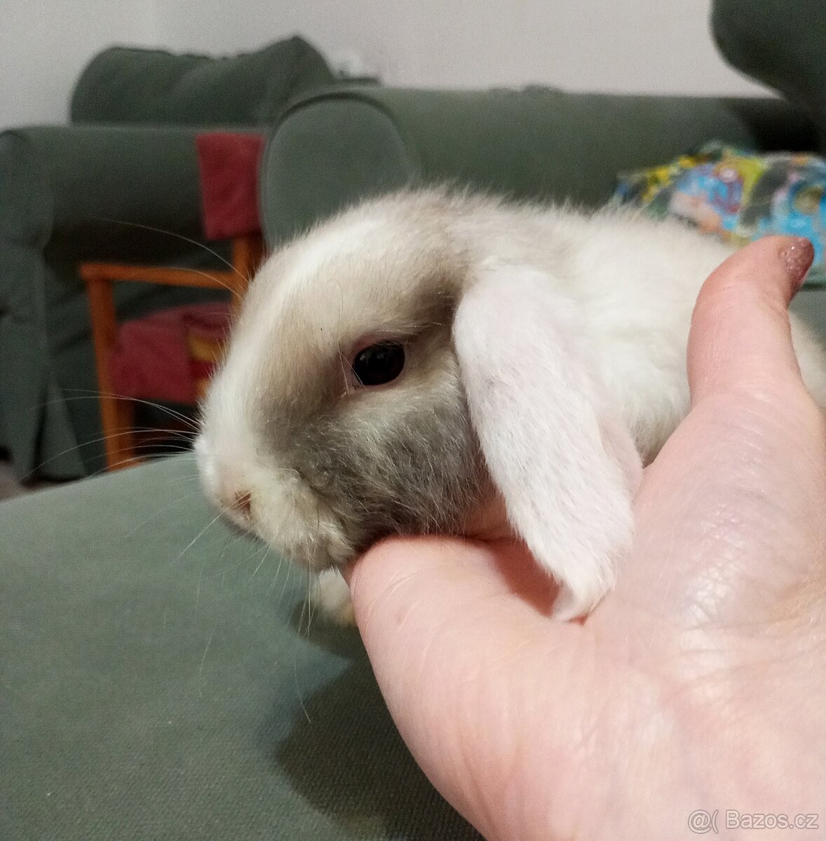 Zakrslý beránek králíček - 2