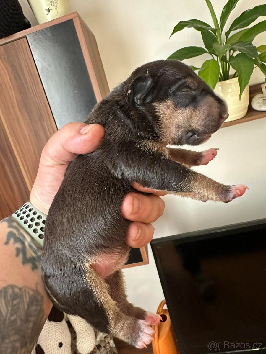 Miniaturní bulteriér - 2