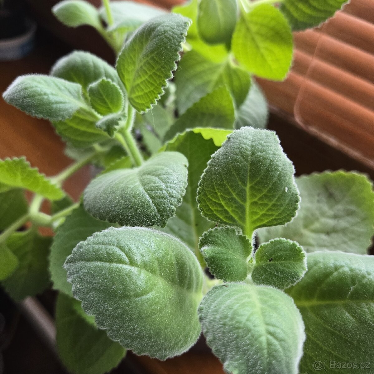 Rýmovník, dvě sadičky v kelímku - 2